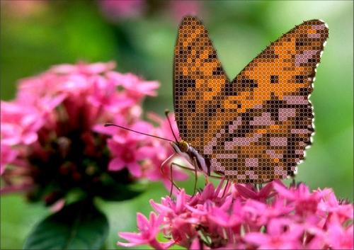 Бабочка на цветке   КБЦ  5002 Основа на габардине для вышивки бисером и крестом